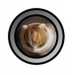 تحميل تطبيق Fisheye Camera Lenses للتصوير بإحترافية للاندرويد مجانا